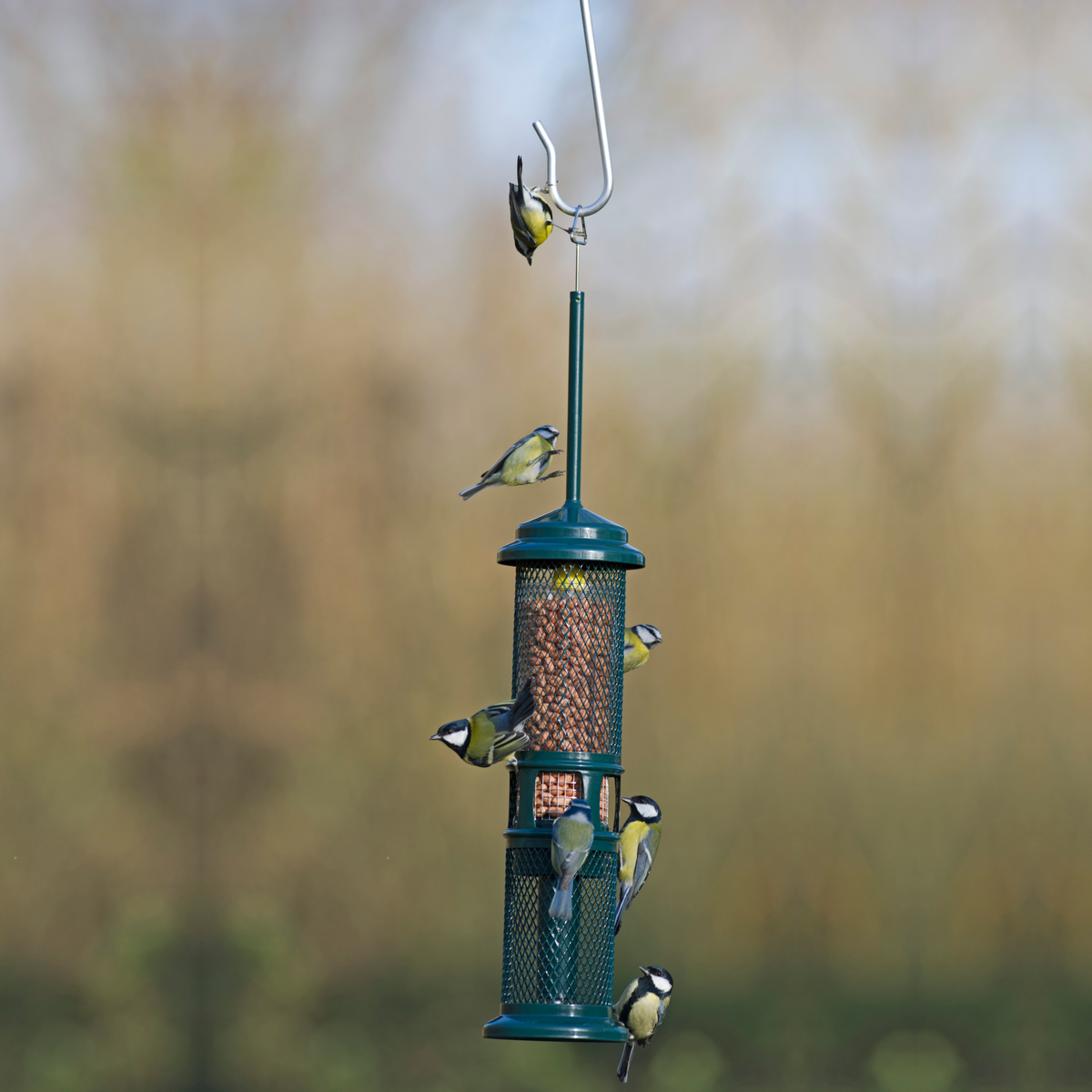 Squirrel Buster - Peanut Feeder