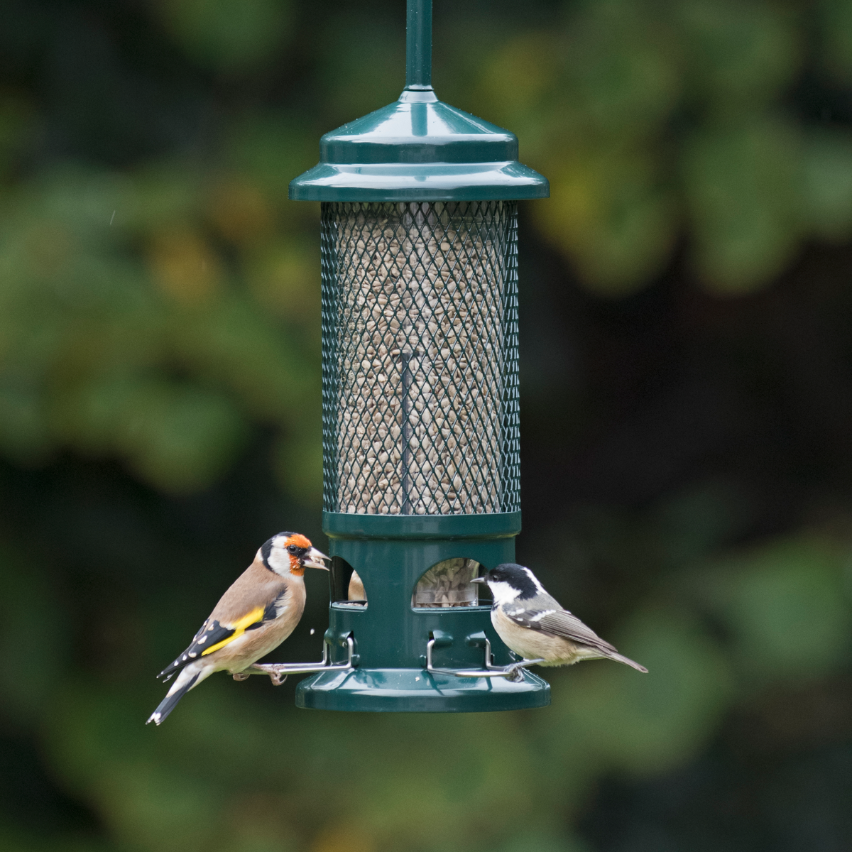 Squirrel Buster - Seed Feeder