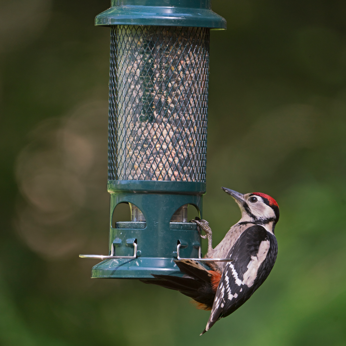 Squirrel Buster - Seed Feeder