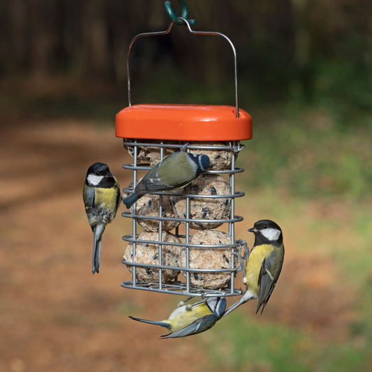 Suet Ball and Suet Block Feeder