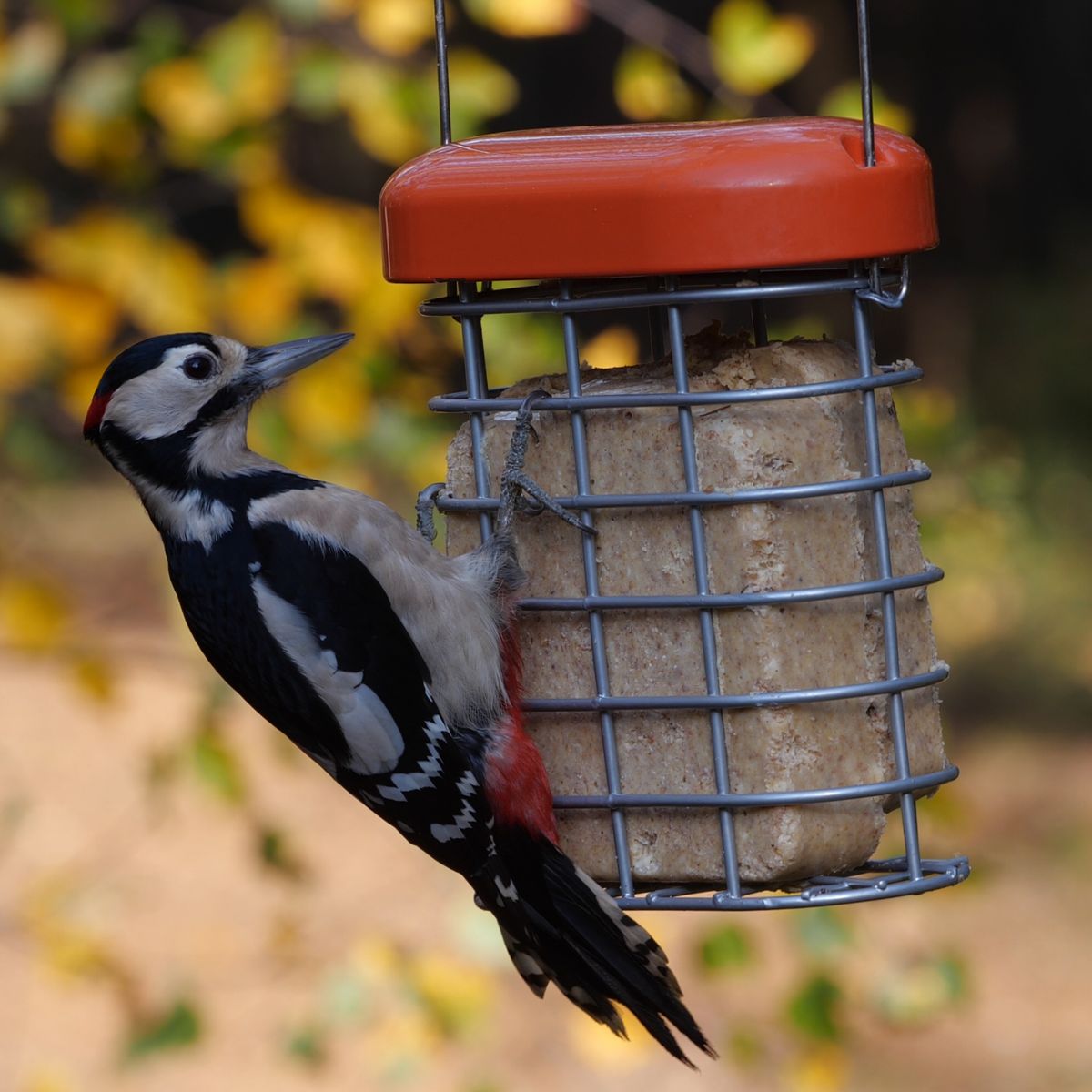 Suet Ball and Suet Block Feeder